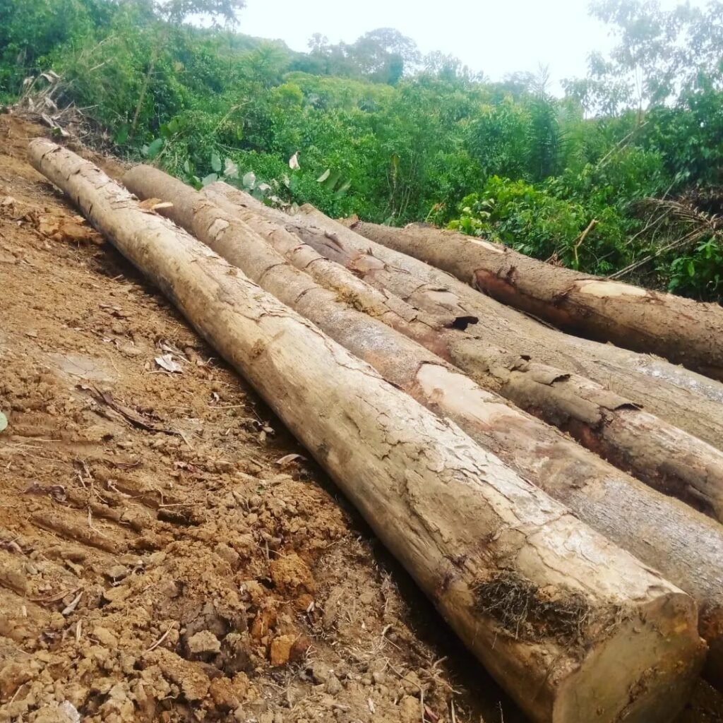 IMG 20251026 WA0040 1024x1024