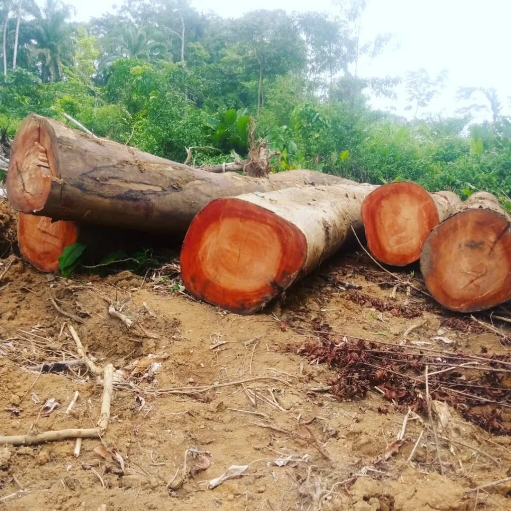 IMG 20251026 WA0041 1024x1024